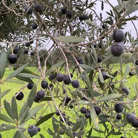 Oliva Villa Ispica
