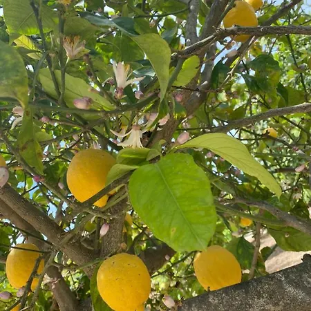 Oliva * Ispica