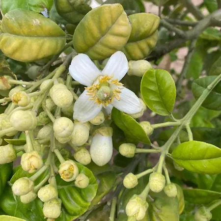 Oliva Ispica